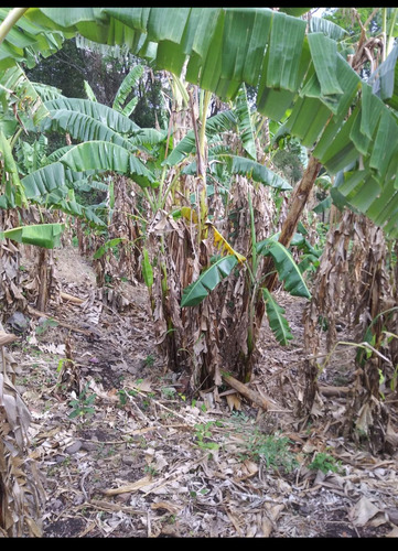 Imagen 30 de 30 de Se Vende Finca De 154 Manzanas