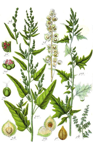 Espinafre Da Montanha - Atriplex Hortensis Sementes P Mudas