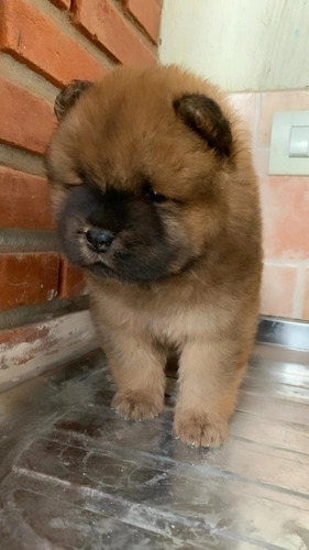 Imagem 4 de 5 de Filhotes De Chow Chow Machos