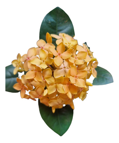 Ixora Coccinea