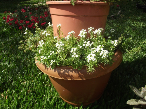 Sementes De Alyssum Compactum Branco