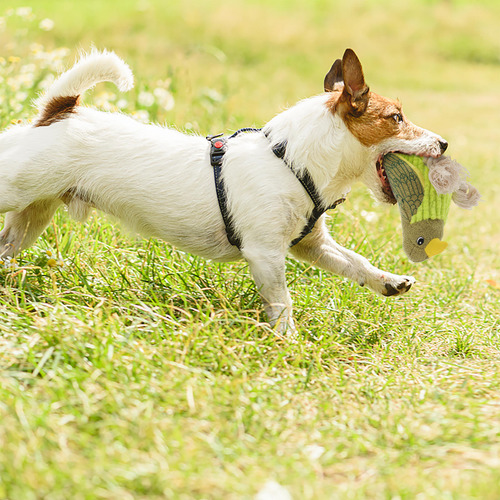 Peluche Para Perros Squeaky Dog Toy Of War Interactive
