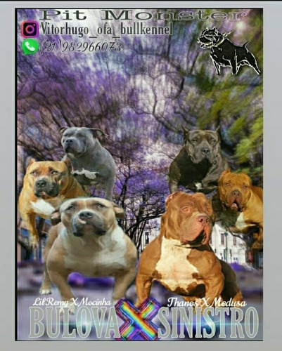 Imagem 4 de 4 de Pit Monster Filhote