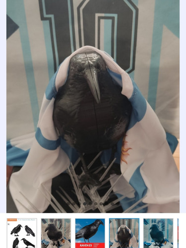 Antipalomas Cuervo Raven Hincha Oficial Selección Argentina 