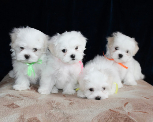 Cachorros Bichon Maltes Blancos - Pequeños Para Departamento
