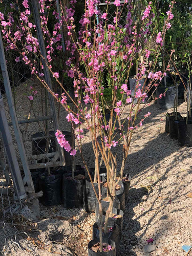 Durazno Floreador De 1.50 Altura En Fiusha Y Rosa Claro