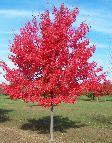 20 Sementes Acer Rubrum Maple Bôrdo Vermelho Americano Cnadá