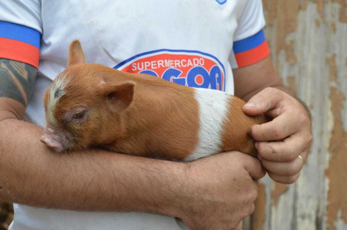 Mini Pig Micro Porco