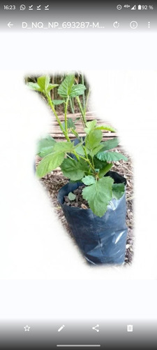 Plantin Frambuesa Amarilla