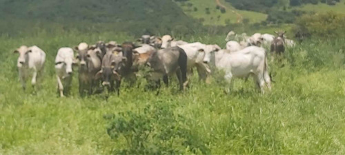 Imagem 4 de 14 de Fazenda Dupla Aptidão Município Brasilândia
