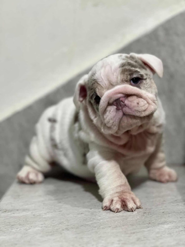 Cachorro Bulldog Inglés