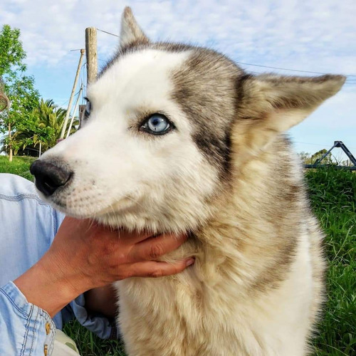 Divino Hermoso Semental Husky Siberiano Para Monta 