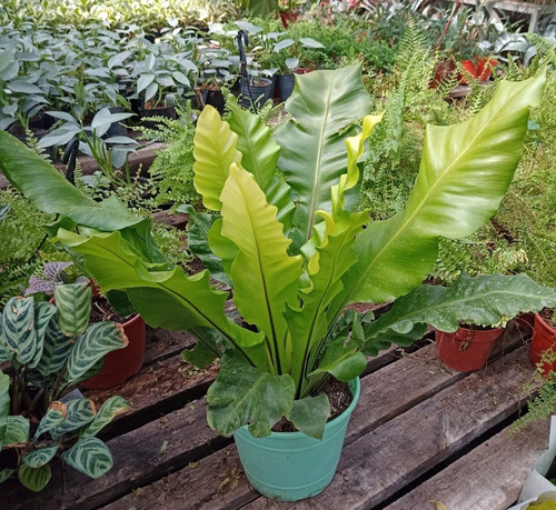 Asplenium, Helecho Lengua Servina. En Maceta M18