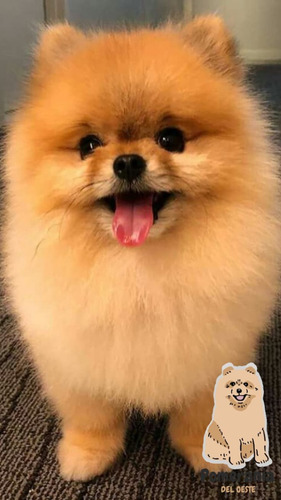 Pomerania 48 Beige