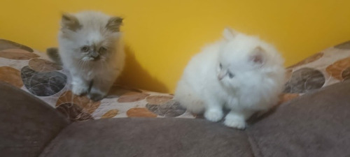 Imagen 2 de 10 de Hermosos Gatitos Persa