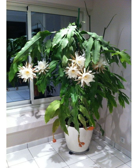 Cactos Orquidea Epiphyllum Diva | MercadoLivre 📦