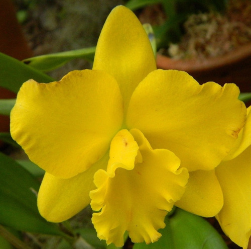 Orquídea Amarela - Cattleya Free Spirit (jovem) + Brinde! | MercadoLivre