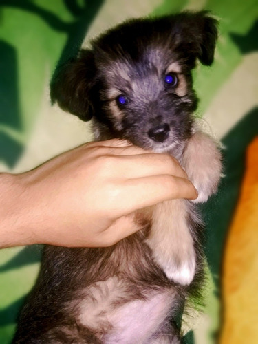 Imagen 3 de 7 de Cachorras - Adopción