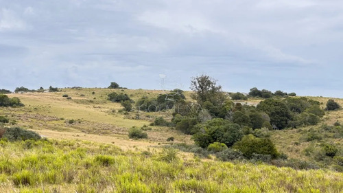 Campo 26 Has Sobre Camino Los Molles