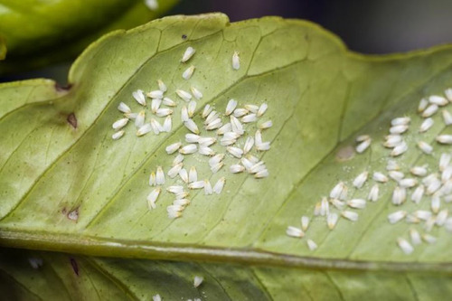 Karanjin Insecticida Botánico Extracto De Karanja 15 L