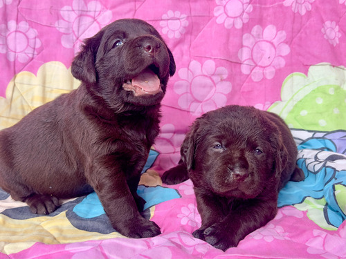 Labrador Cachorros 