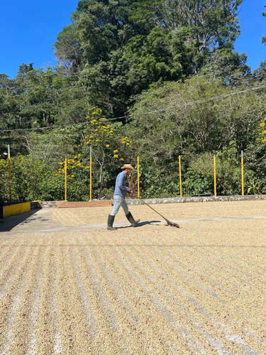Café Arábico De Chiapas Tostado En Grano Bolsa 1kg