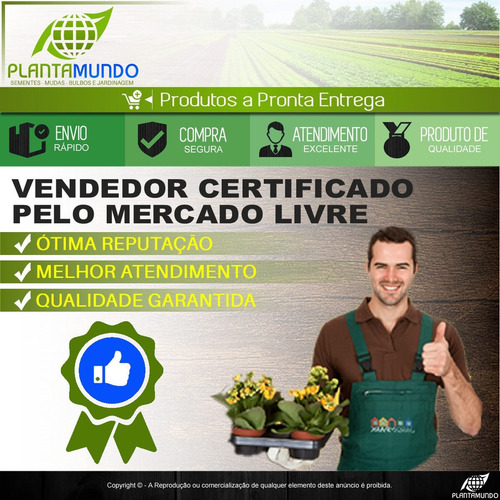 100 Sementes De Couve Crespa Anã Kale
