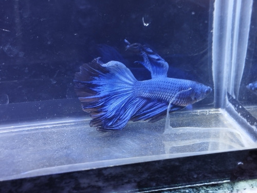 20 Betta Macho, Ótimo Oportunidade Para Revender,tá Acabando