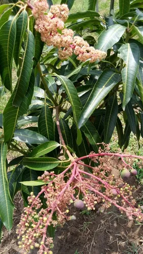 Vendo Hermoso Lote En Conjunto Cerrado En Silvania, Cundinamarca