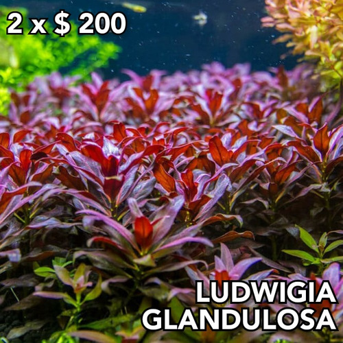 Ludwigia Glandulosa Planta Natural Acuario Plantado.