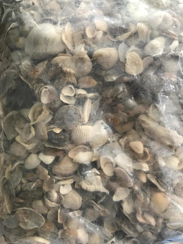 Conchitas De Mar Contiene Piedritas De Mar Acuarios 7 Kilos