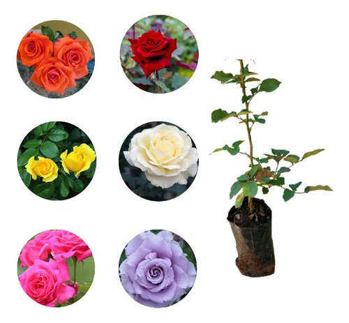 Kit De 05 Mudas De Rosas Sem Espinhos Variadas T5