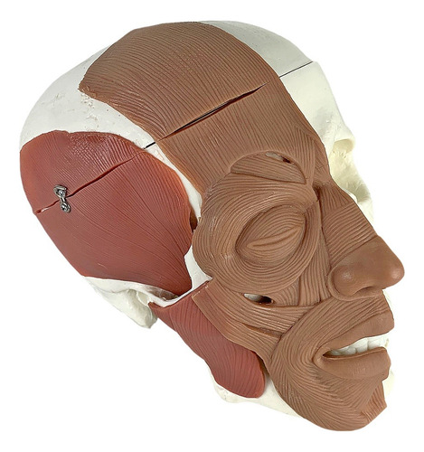 Crânio Com Músculos Faciais