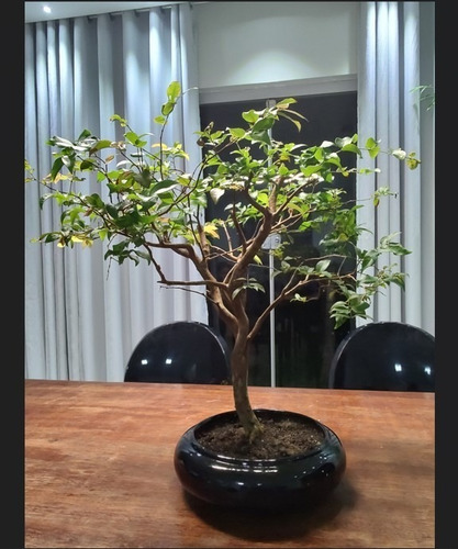 Imagem 2 de 4 de Bonsai Jabuticabeira Adulto - Exatamente O Mesmo Das Fotos