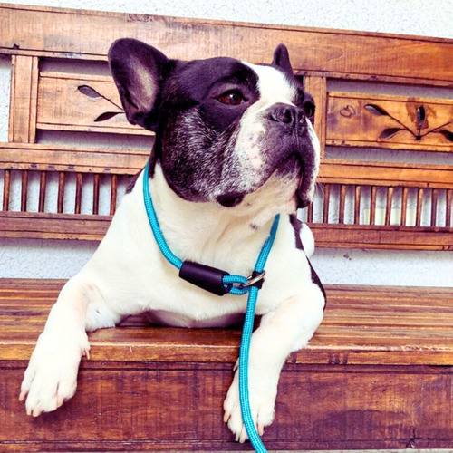 Guia Unificada Para Treinamento E Adestramento De Cães Cor Azul-marinho