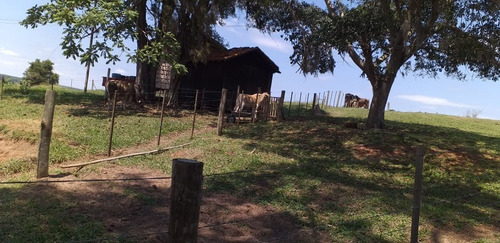 Imagem 16 de 17 de Sítio 5,6 Alqueires, 100% Tratoravel, Casa Sede, Casa De Caseiro, Poço Artesiano, 18 Cabeças De Gado, Porcos,galinhas, 2 Cavalos, Reservatorio De Agua - St00127 - 70193318