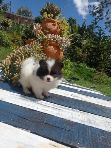 Cachorra Pomerania Cara De Oso Mini Disponible Perro Bogotá