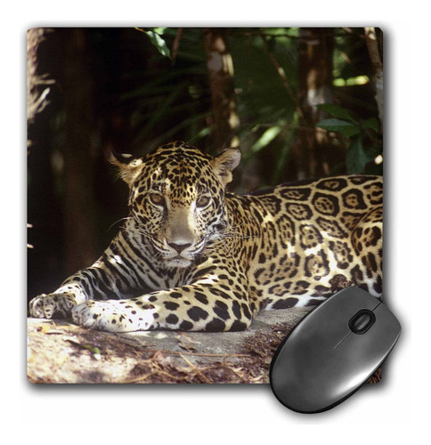 Llc 8 X 8 X 0 25 Belize Jaguar Jaguar Preservar Greg Jo...