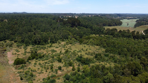 Campo En Venta En Cañitas, Los Muermos, Región De Los Lagos