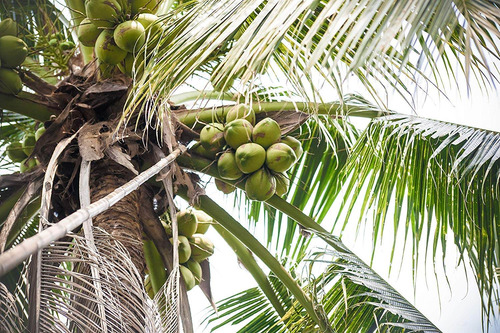 Nirvana Gusto Real Agua De Coco, Coco Pulpa Con Coco Tierno