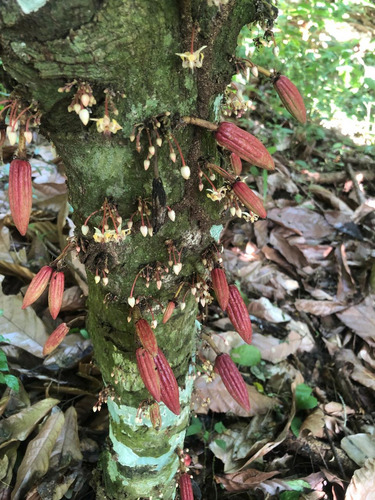 Te Vendo Finca En Masipedro Bonao/republica Dominicana.