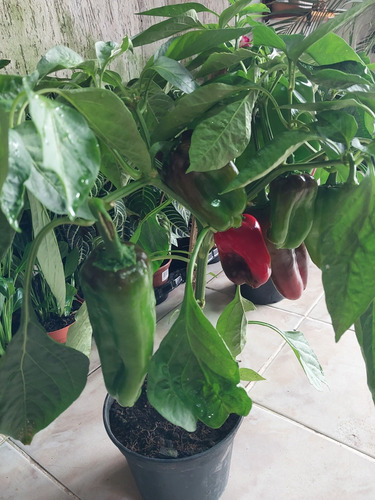 Planta Pe De Pimentão Vermelho. Capsicum Annum .