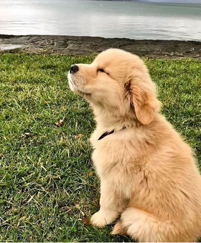 Cachorros Golden Retriever Perros En Venta En Popayán 