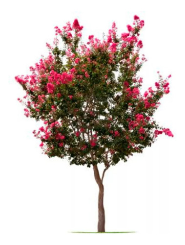 Lagerstroemia Indica (árbol De Júpiter) , Arbustivo 10lts