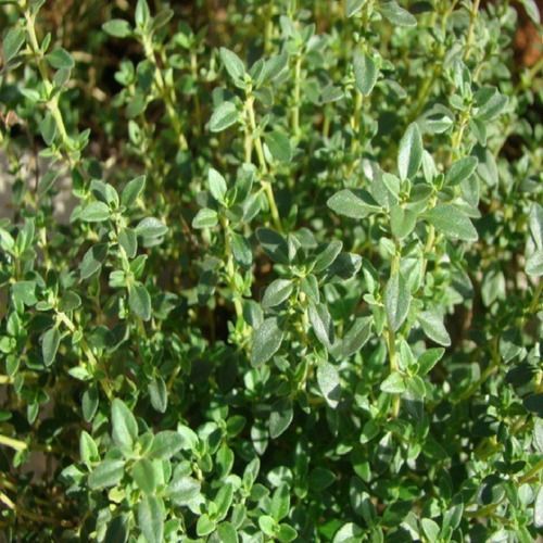 100 Sementes Tomilho/timo ** Thymus Vulgaris