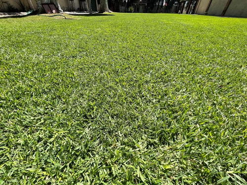 Semillas De Pasto Especial 1kg =50m2 Césped Sol Y Sombra