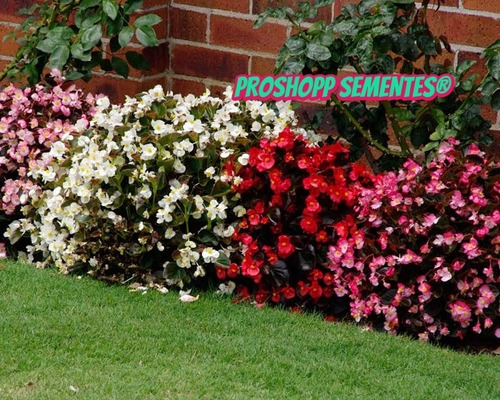 1400 Sementes Da Flor Begonia Sempre Florida Suculenta