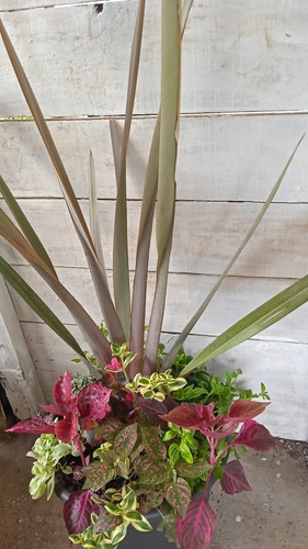 Imagen 6 de 7 de Plantas Decoración, Exterior E Interior!