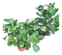 Comprar Hortensias Rosas 3 L Sombra\u002Fmedia Sombra Vivero Deco Plantas