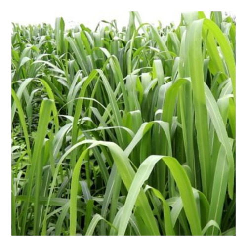 Hierba Miyagi (panicum Maximum), 1 kg, semillas incrustadas